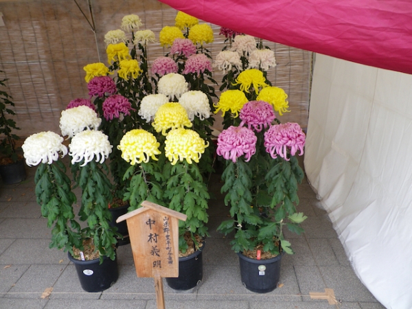 Chrysanthemum exhibition